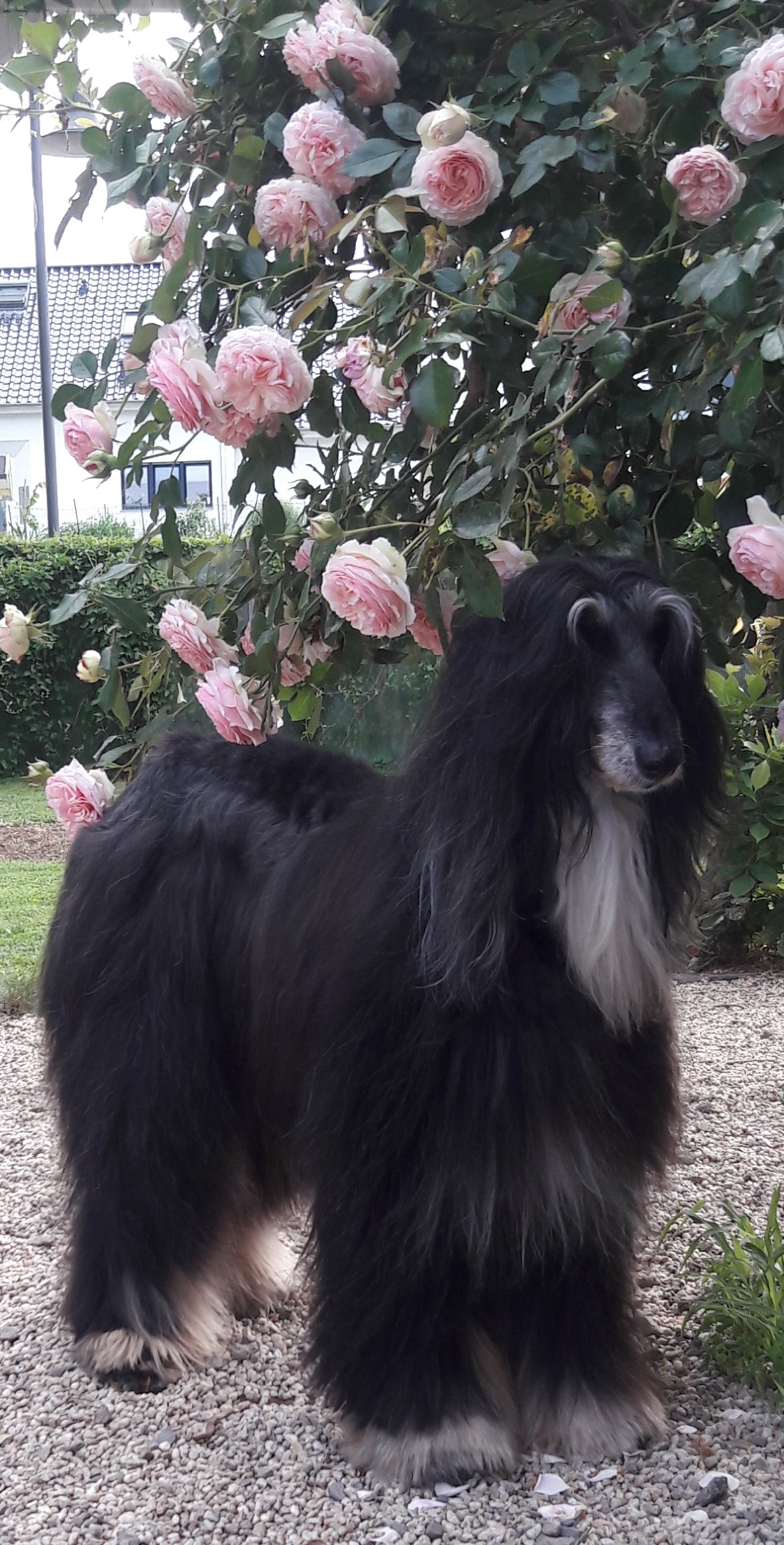 Josy und Habibi feiern ihren "Jahrestag"