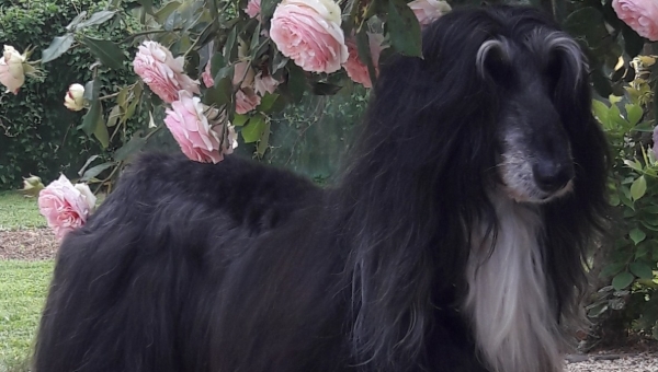 Josy und Habibi feiern ihren "Jahrestag"