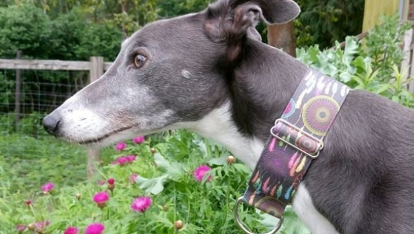 Nashoba und Liam senden Grüße