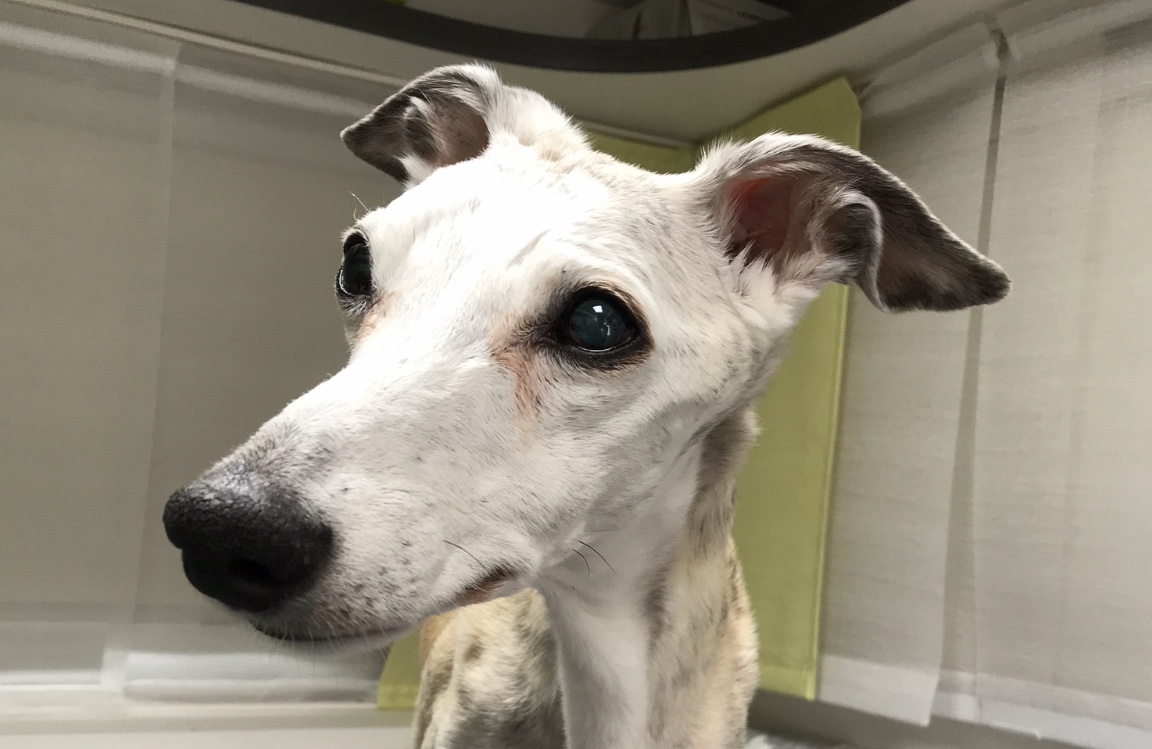Whippet-Rüde: Fili