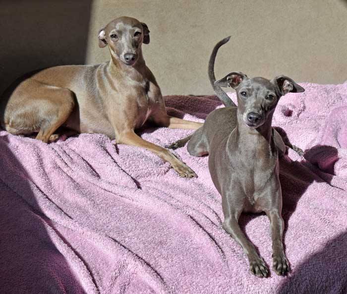 Jede Menge Windspiele