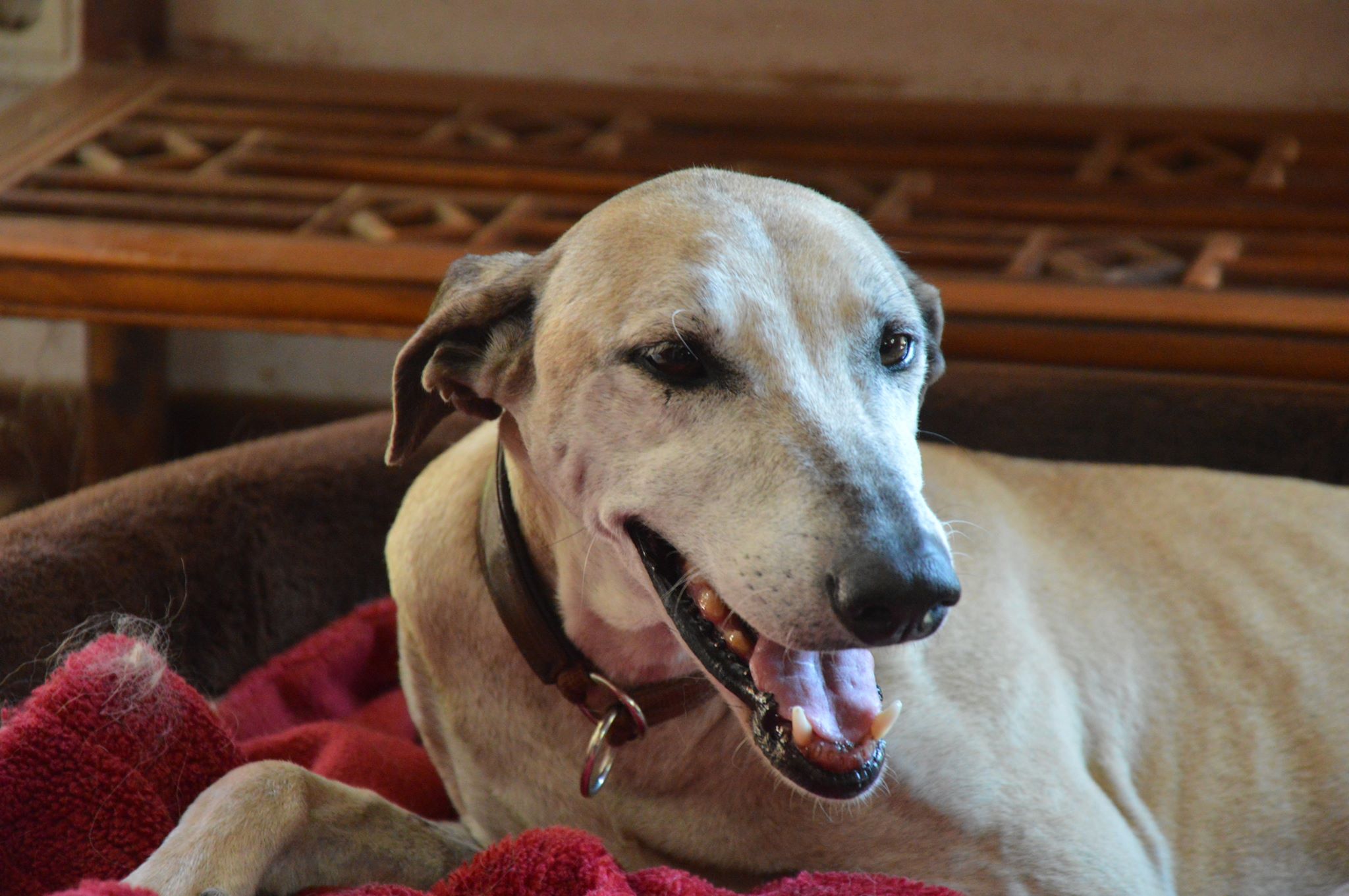 Marokkanische Schönheit