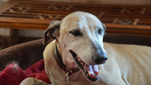 Marokkanische Schönheit