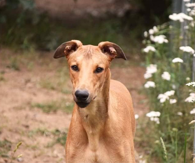 Show-Grey-Rüde: Bill