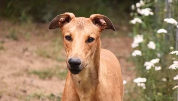 Show-Grey-Rüde: Bill