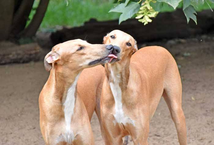 Show-Grey-Rüde: Ben