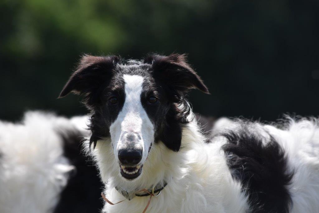 Barsoi-Hündin: Milka