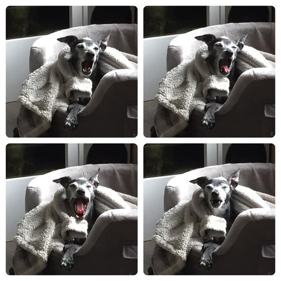 Nachrichten von Filou (ehemals Pinky):