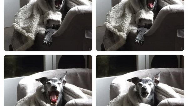 Nachrichten von Filou (ehemals Pinky):