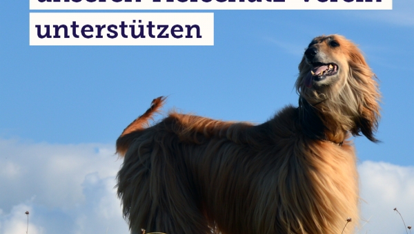 gooding - eBay ist wieder dabei!