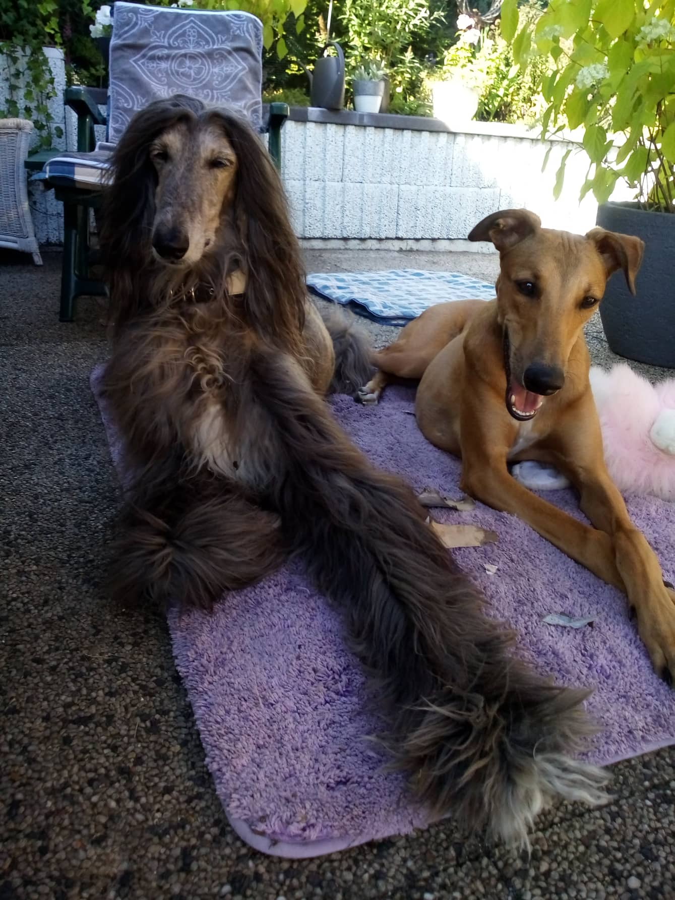 Show-Grey-Hündin: Beverly