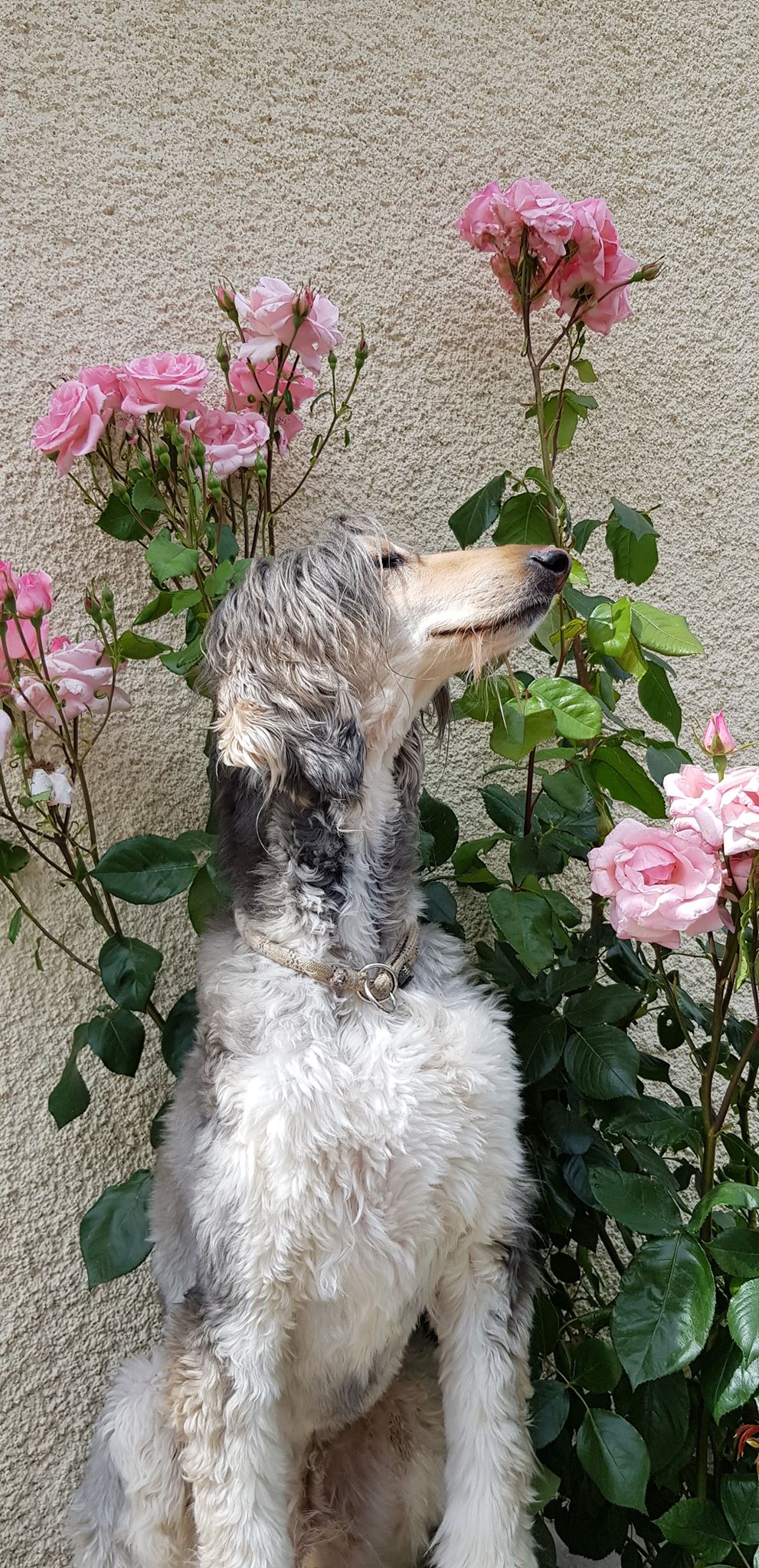 Afghanen-Rüde: Billy