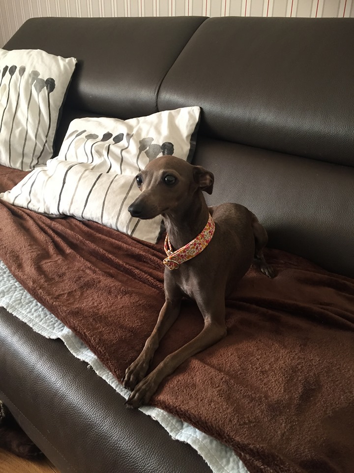 Windspiel-Hündin: Koko