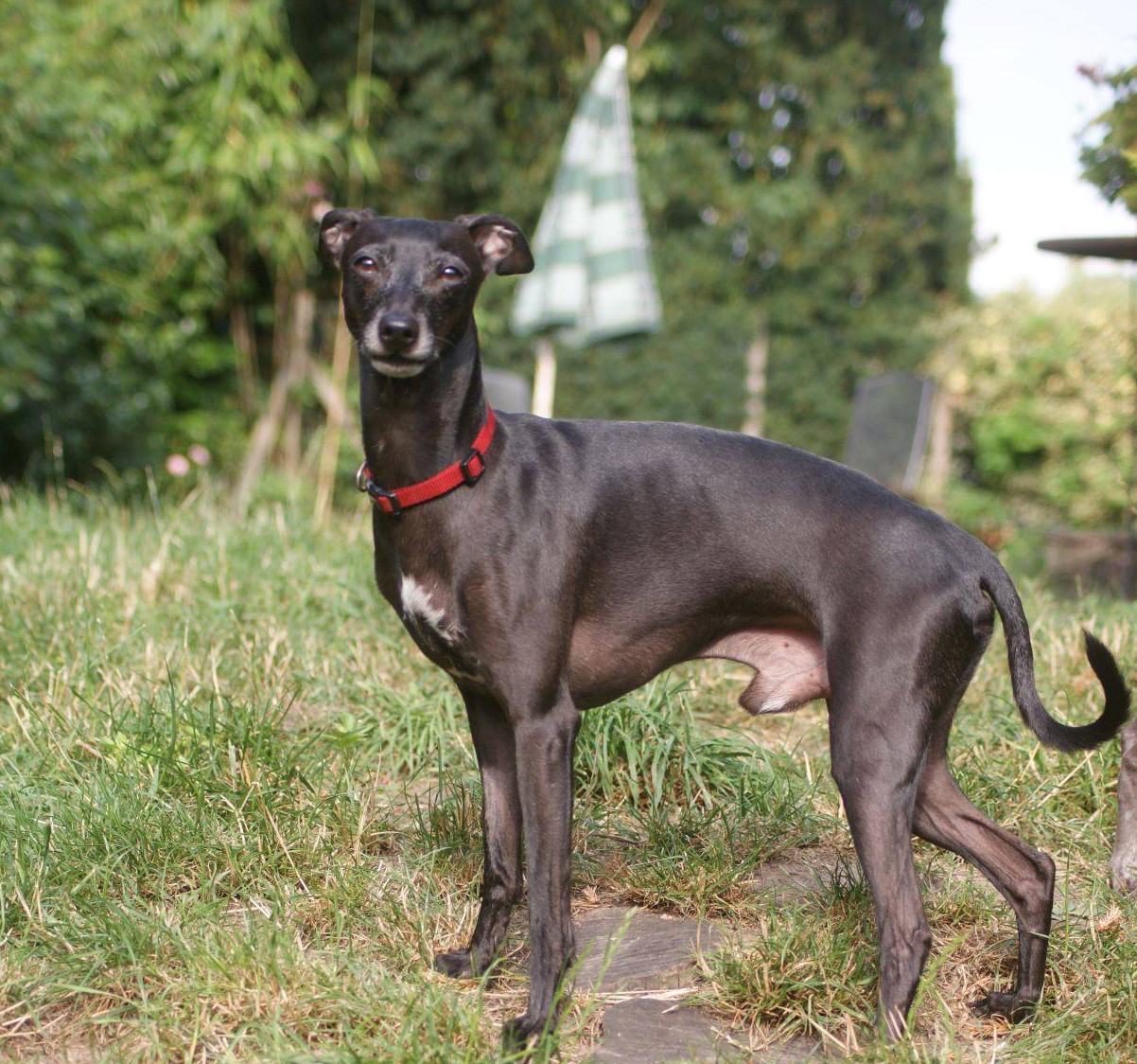 Windspiel-Rüde: Anton