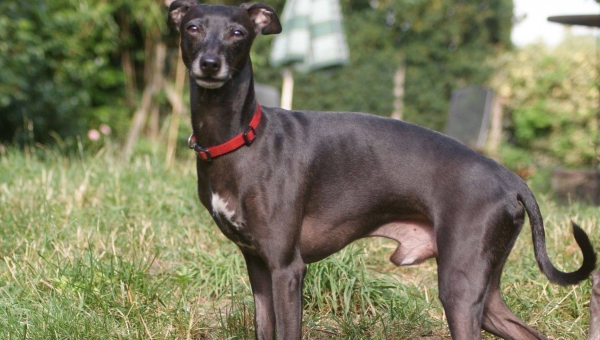 Windspiel-Rüde: Anton