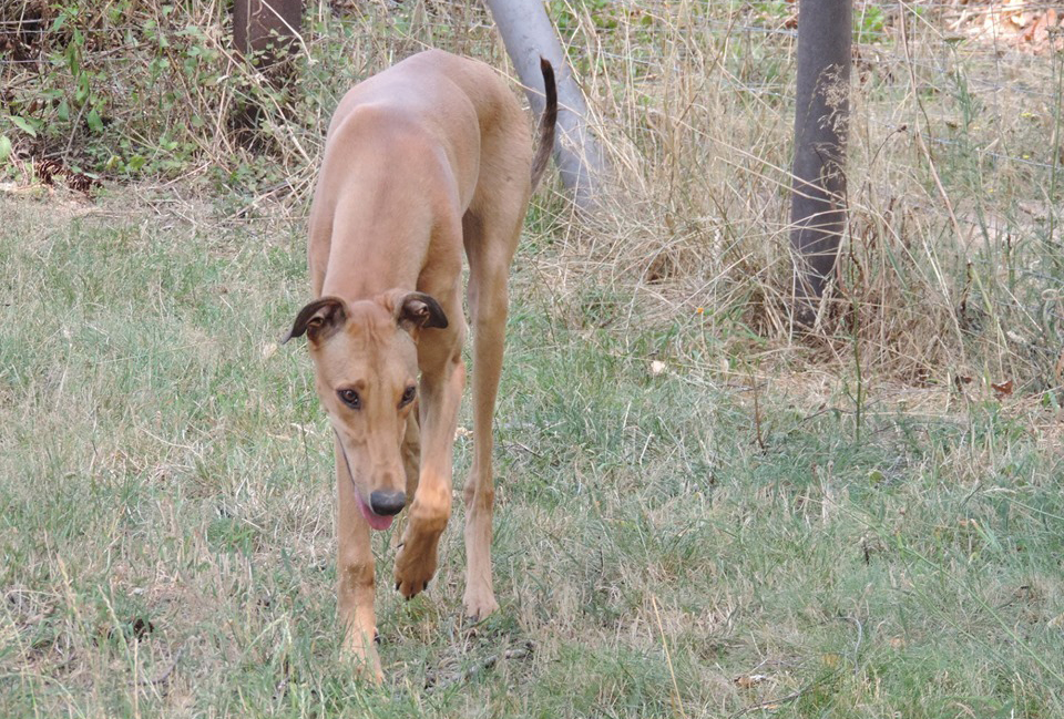 Show-Grey-Hündin: Adele