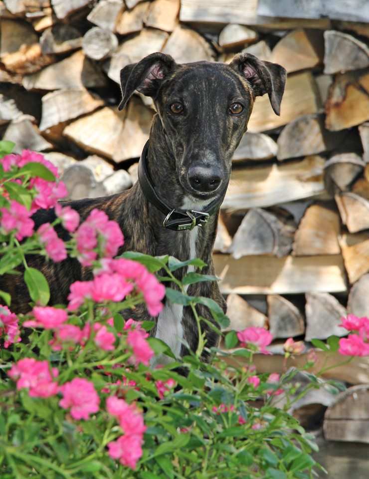 Show-Grey-Hündin: Wally