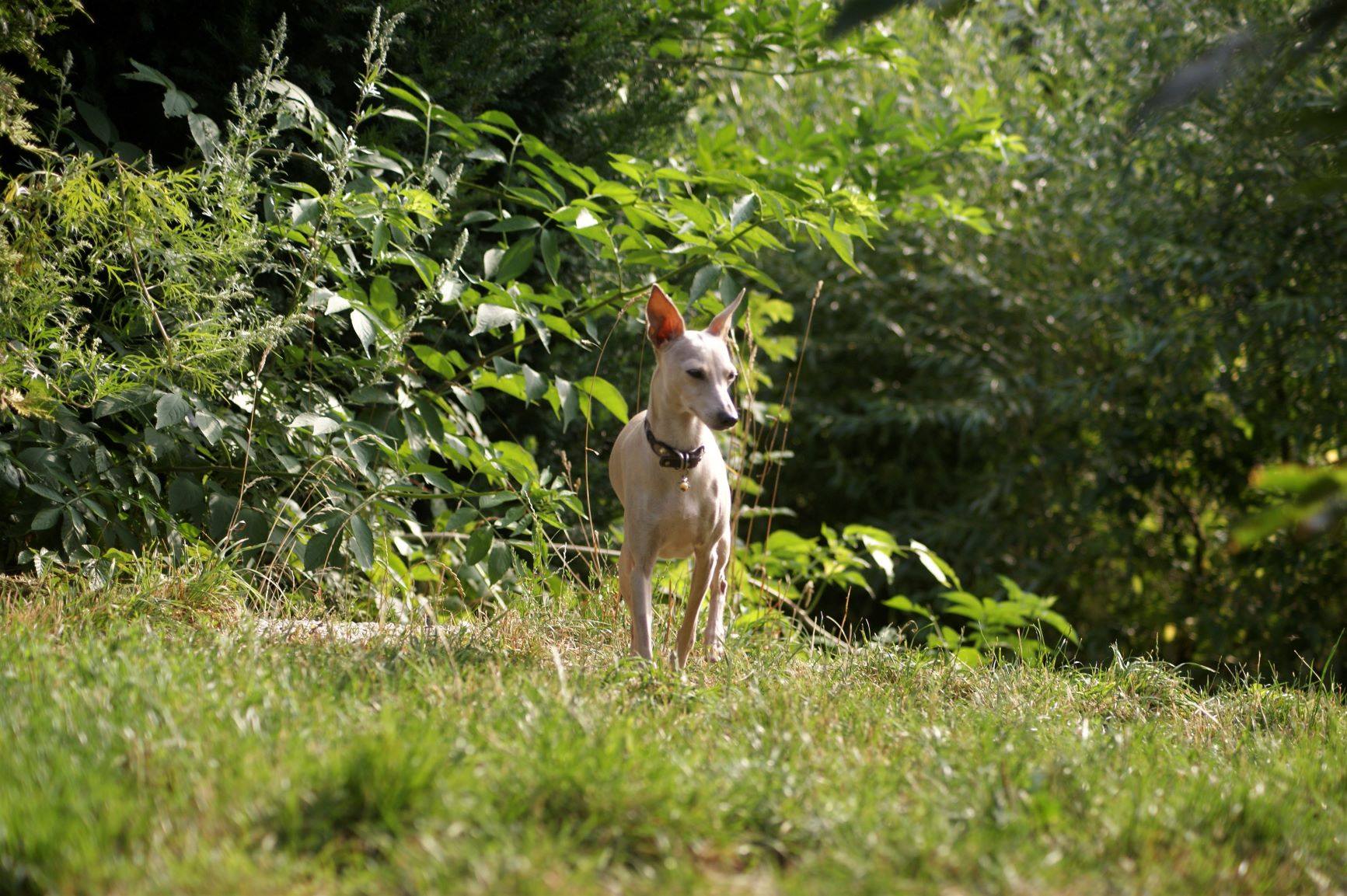Windspiel-Hündin: Jetti