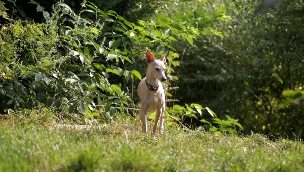 Windspiel-Hündin: Jetti