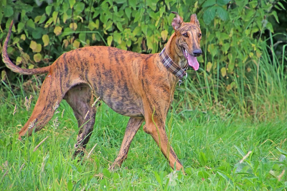 Show-Grey-Rüde: Bradley