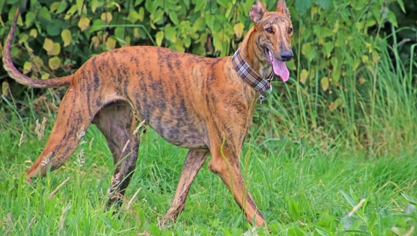 Show-Grey-Rüde: Bradley