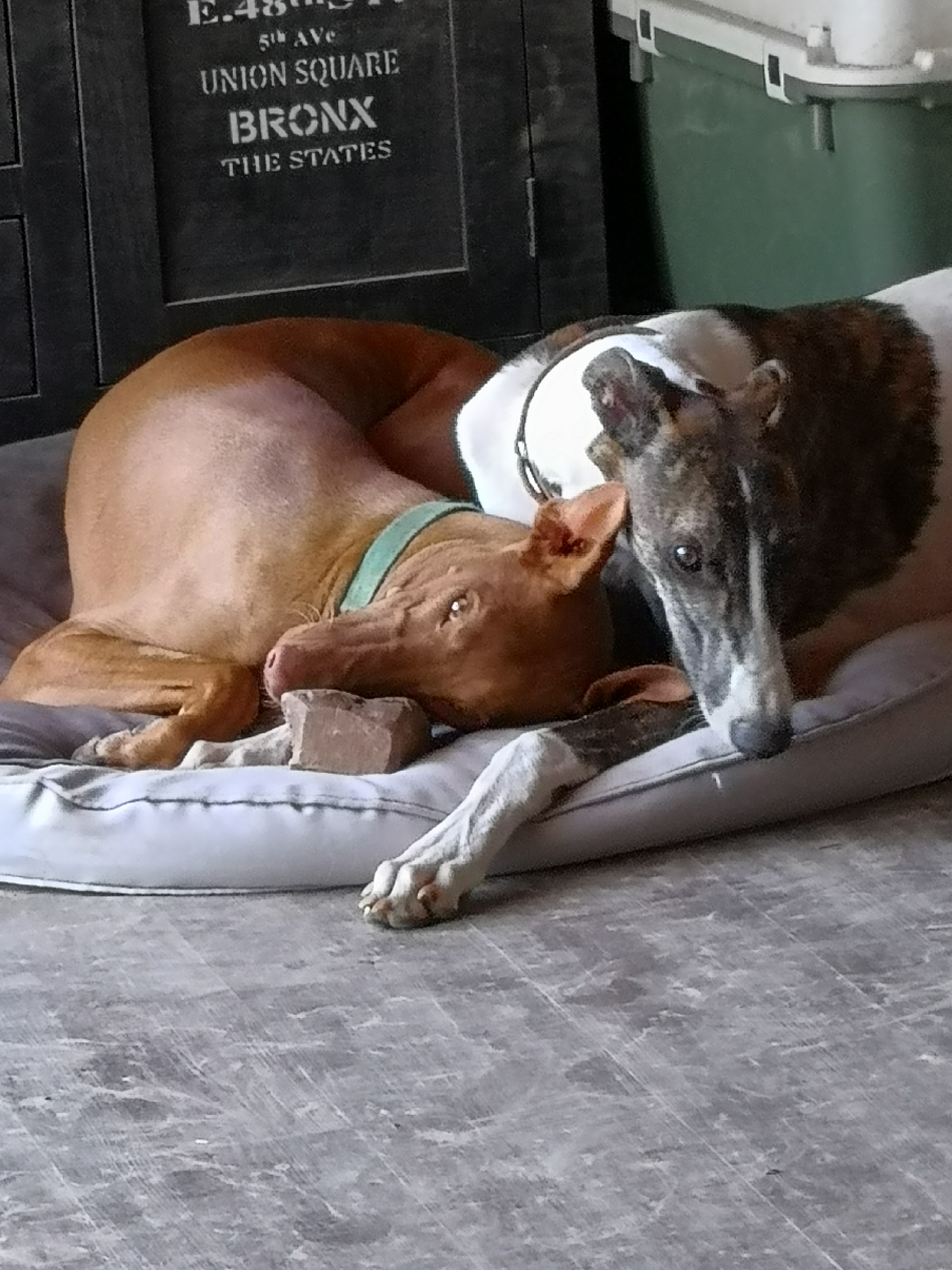 Show-Grey-Rüde: Basil