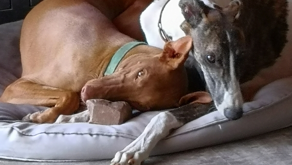 Show-Grey-Rüde: Basil