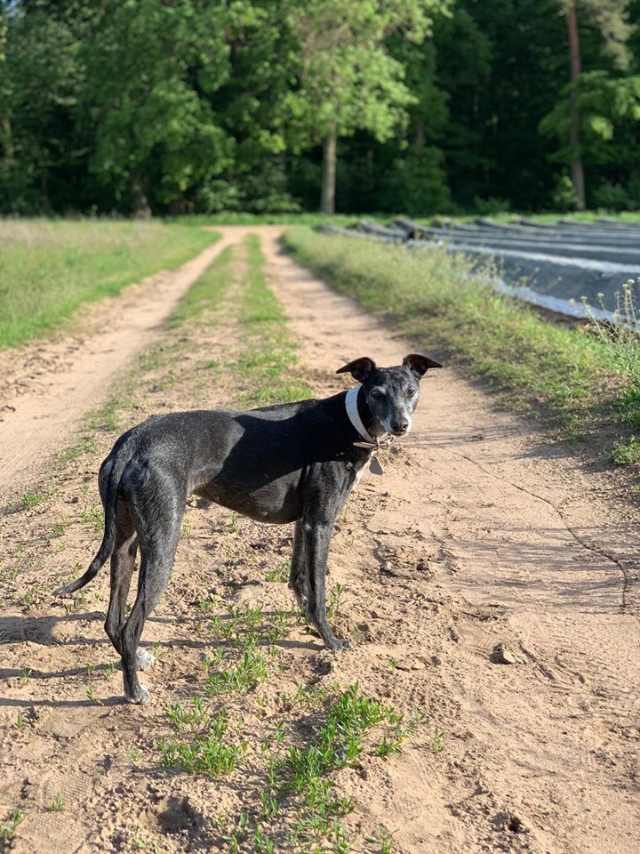 Whippet-Windspiel-Mix-Hündin: Assinja