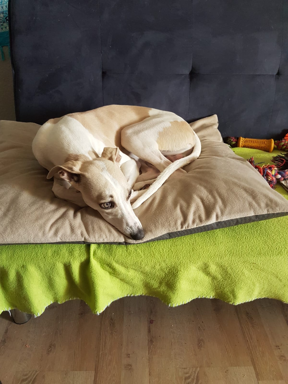 Whippet-Rüde: Lucky
