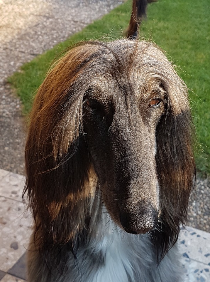 Frisch gebadete Betty lässt grüßen…