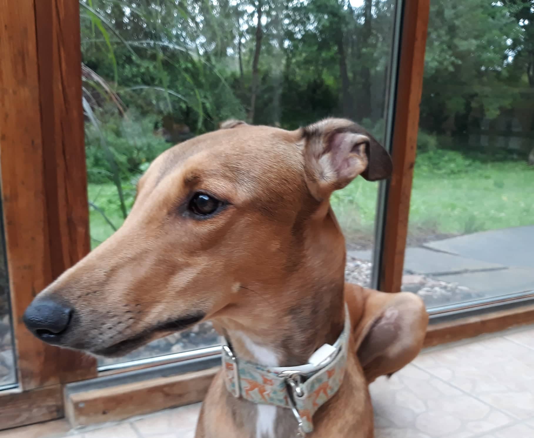 Show-Grey-Hündin: Beth