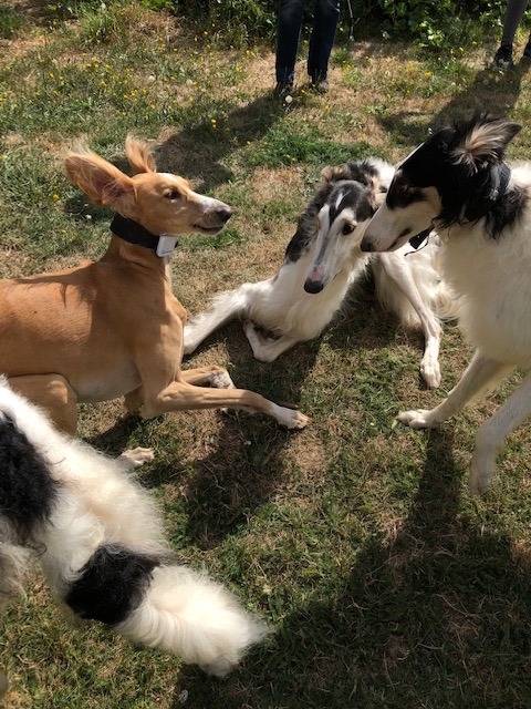 Barsois und noch viel mehr (Teil 1)