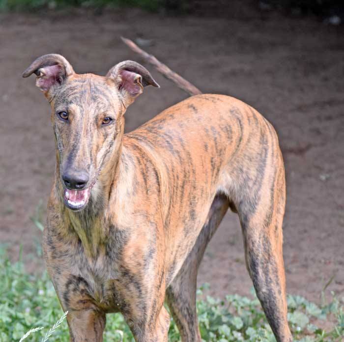 Show-Grey-Rüde: Julian