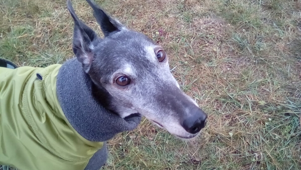 Greyhound-Hündin: NIKITA