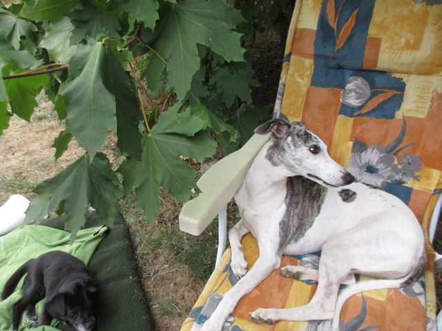 Barsois und noch viel mehr (Teil 2)