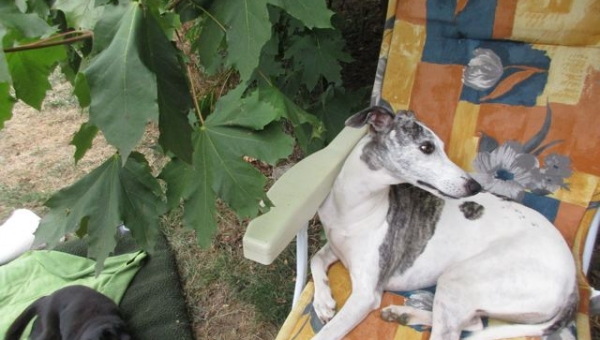 Barsois und noch viel mehr (Teil 2)