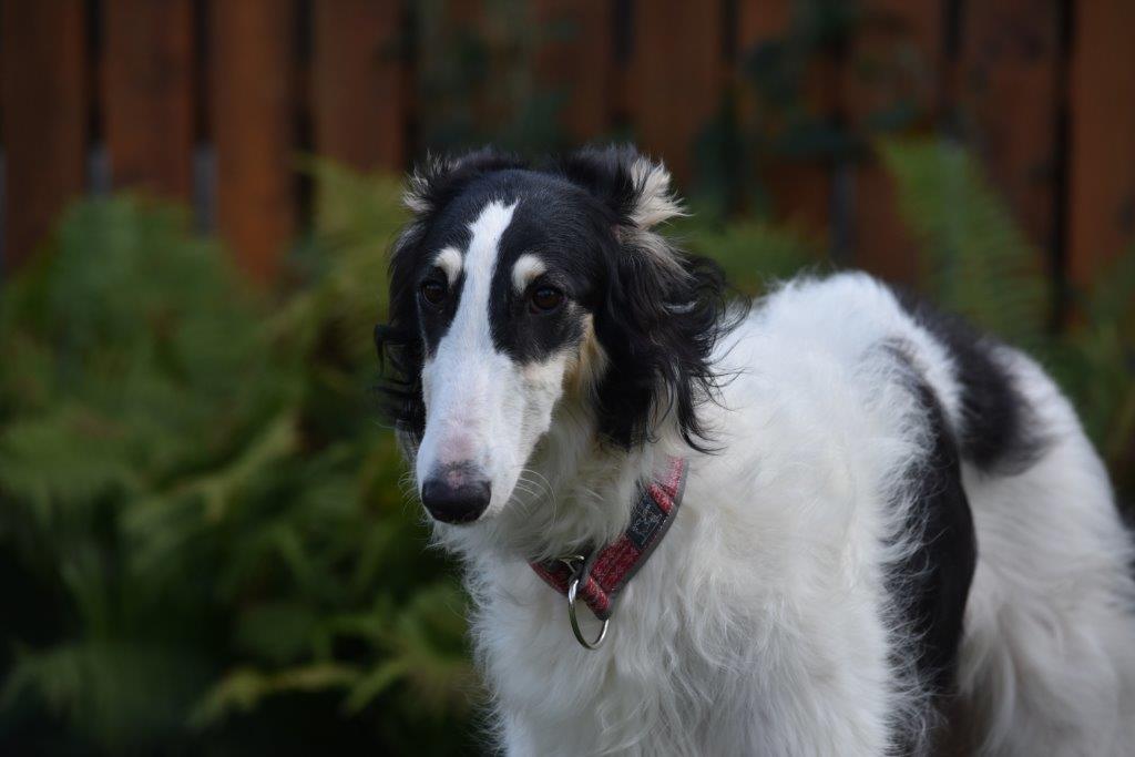 Barsoi-Hündin: Anushka