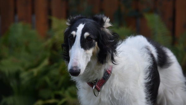 Barsois und noch viel mehr (Teil 3)