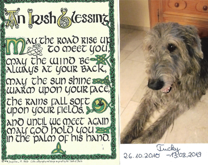Irish-Wolfhound-Rüde: Tucker