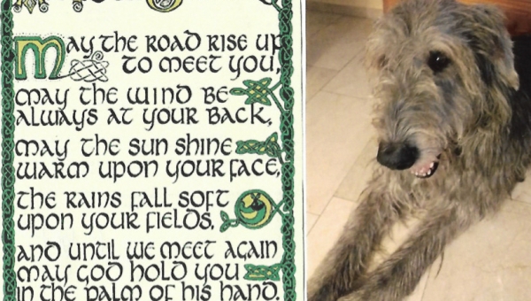 Irish-Wolfhound-Rüde: Tucker