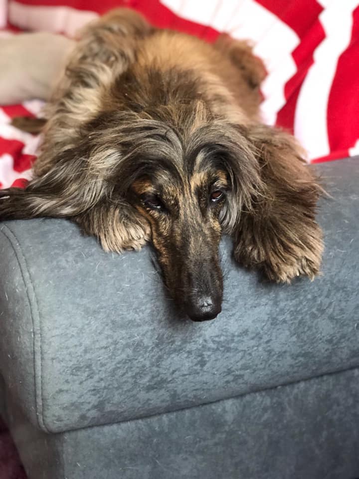 Herzlichen Glückwunsch Akira