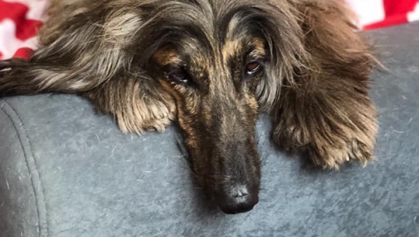 Herzlichen Glückwunsch Akira