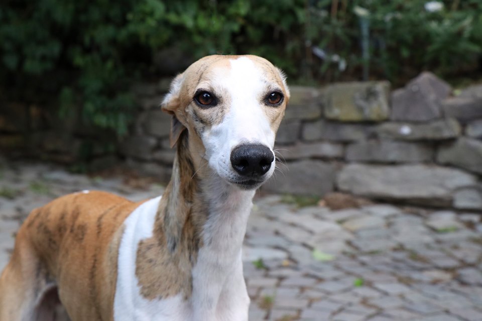 Whippet-Rüde: Remi