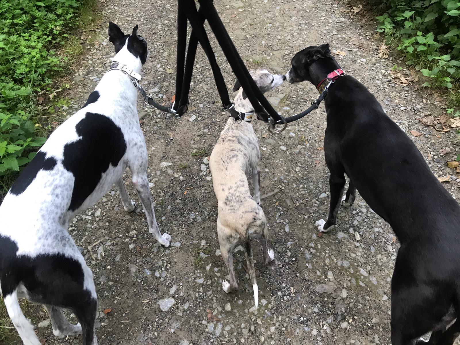 Milou und die Riesen