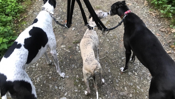 Milou und die Riesen