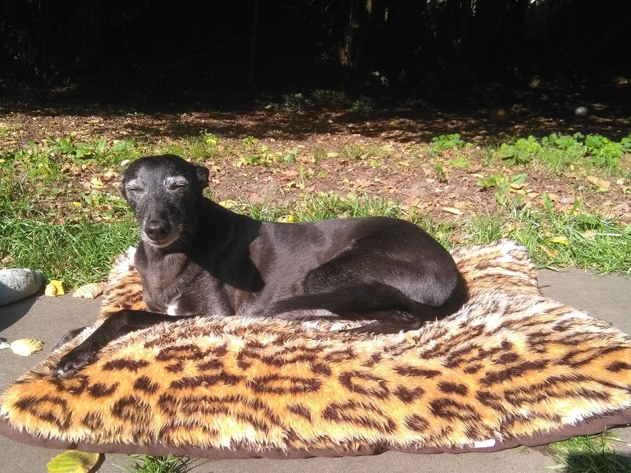 Whippet-Rüde: Paulchen