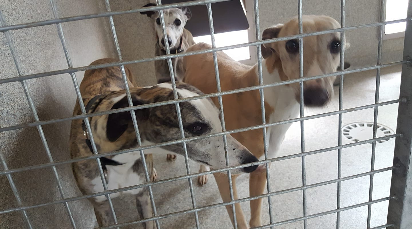 drei Whippchen sind da