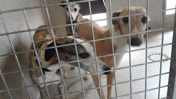 drei Whippchen sind da