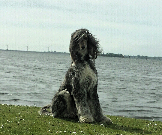 Marty hat ein Zuhause!