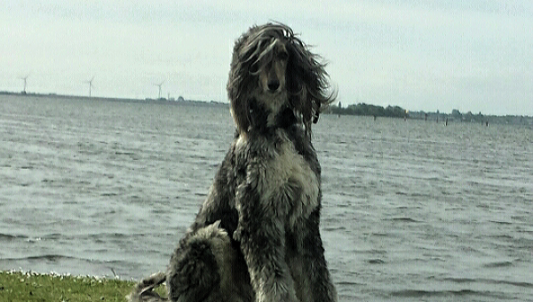 Marty hat ein Zuhause!